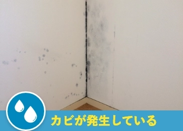 カビが発生している